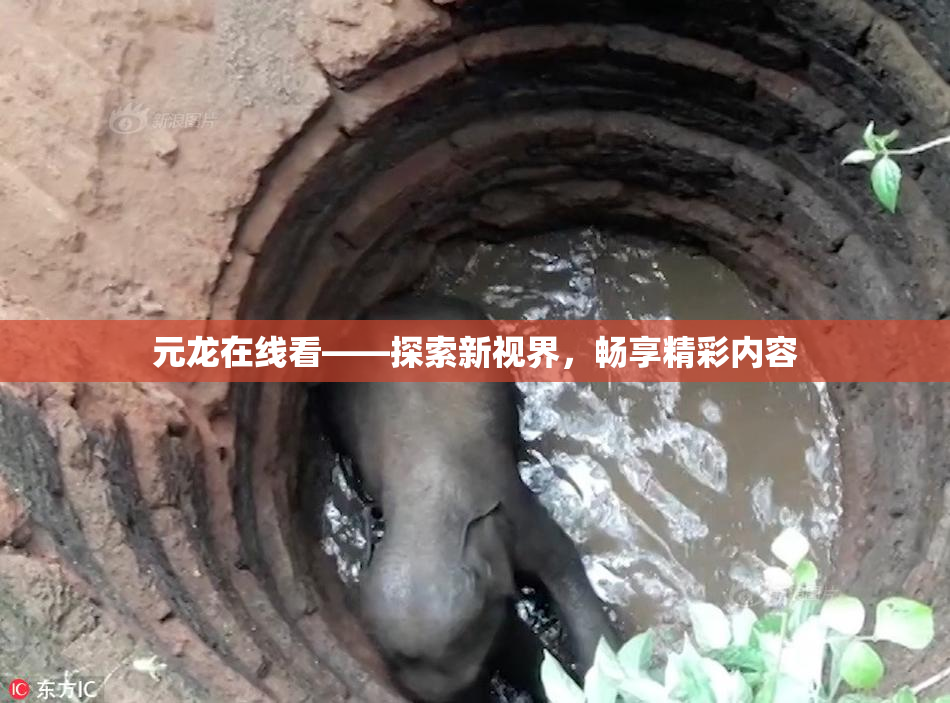 元龙在线看——探索新视界，畅享精彩内容