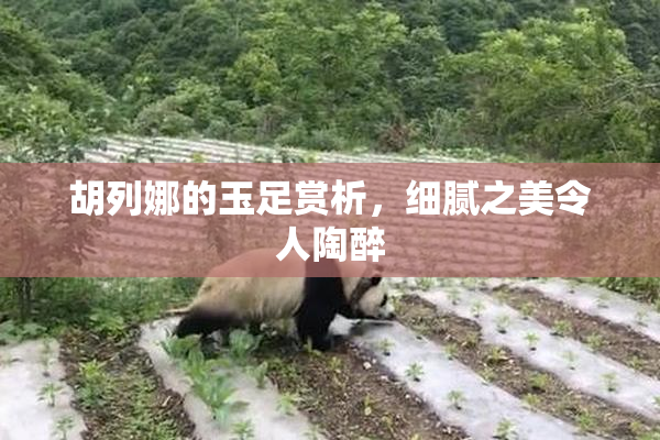 胡列娜的玉足赏析，细腻之美令人陶醉