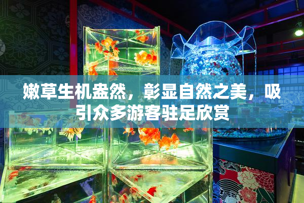 嫩草生机盎然，彰显自然之美，吸引众多游客驻足欣赏