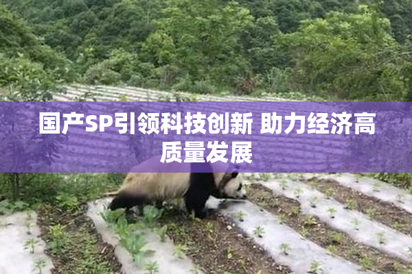 国产SP引领科技创新 助力经济高质量发展