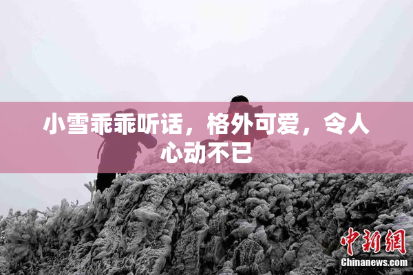小雪乖乖听话，格外可爱，令人心动不已