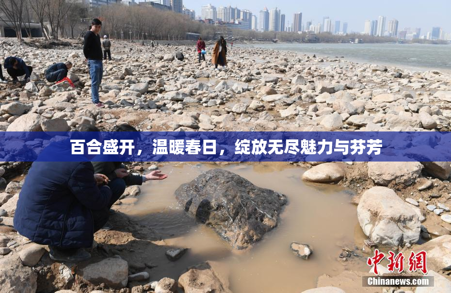 百合盛开，温暖春日，绽放无尽魅力与芬芳