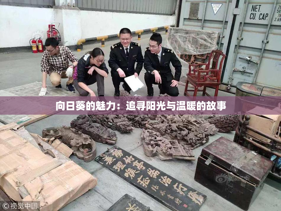 向日葵的魅力：追寻阳光与温暖的故事