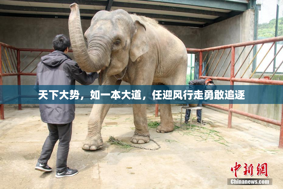 天下大势，如一本大道，任迎风行走勇敢追逐
