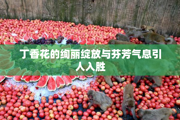 丁香花的绚丽绽放与芬芳气息引人入胜