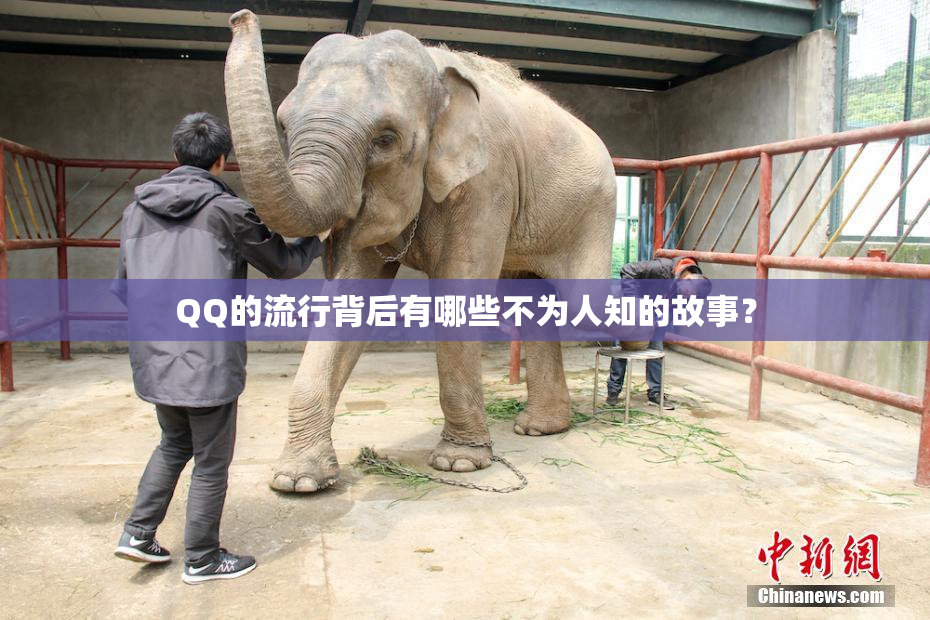 QQ的流行背后有哪些不为人知的故事？