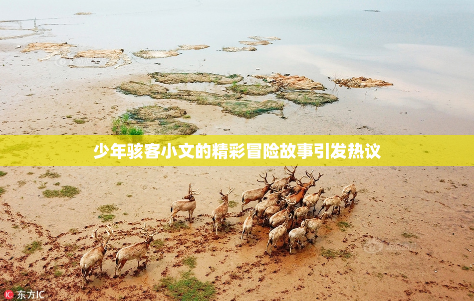 少年骇客小文的精彩冒险故事引发热议