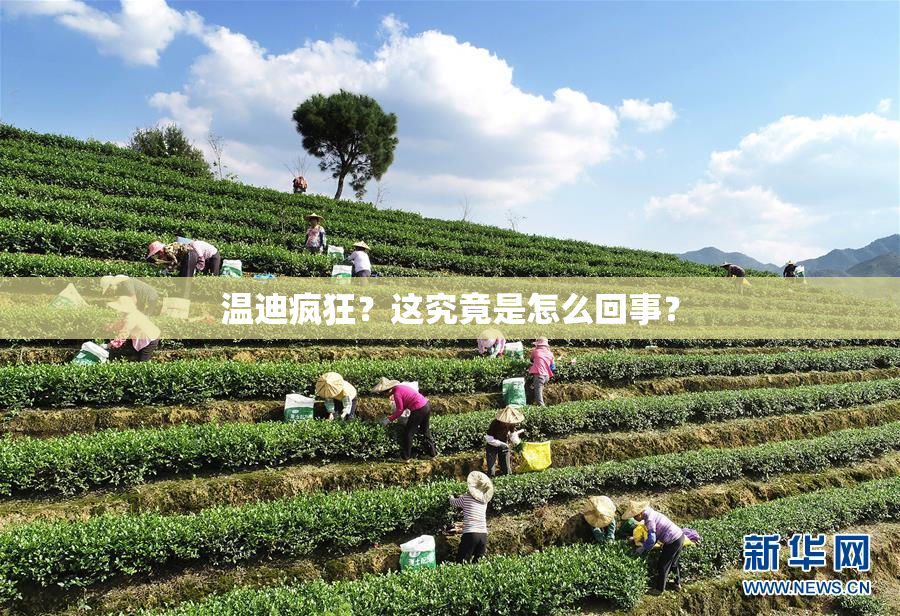 温迪疯狂？这究竟是怎么回事？