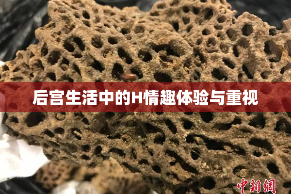 后宫生活中的H情趣体验与重视