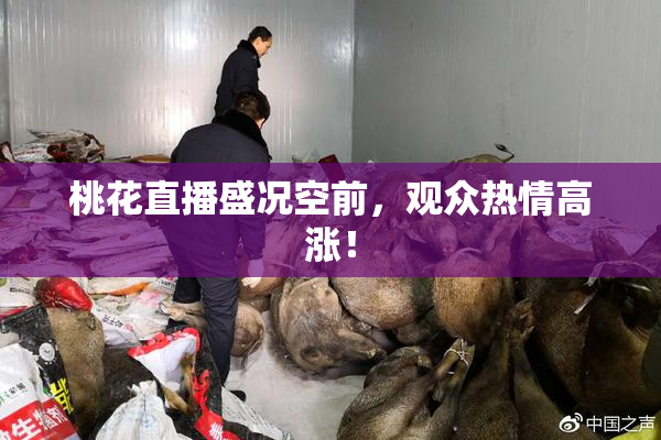 桃花直播盛况空前，观众热情高涨！