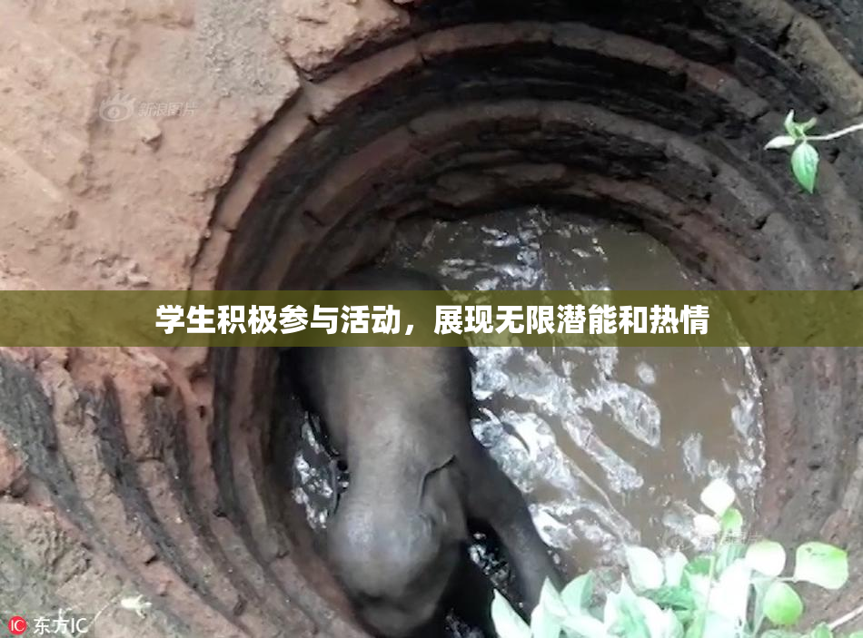 学生积极参与活动，展现无限潜能和热情