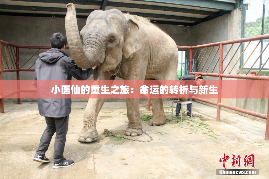 小医仙的重生之旅：命运的转折与新生