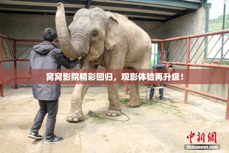 窝窝影院精彩回归，观影体验再升级！