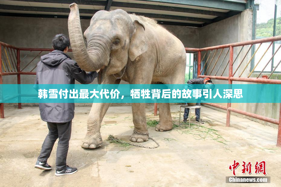 韩雪付出最大代价，牺牲背后的故事引人深思