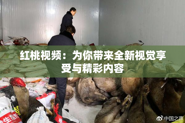 红桃视频：为你带来全新视觉享受与精彩内容