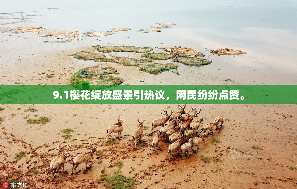 9.1樱花绽放盛景引热议，网民纷纷点赞。
