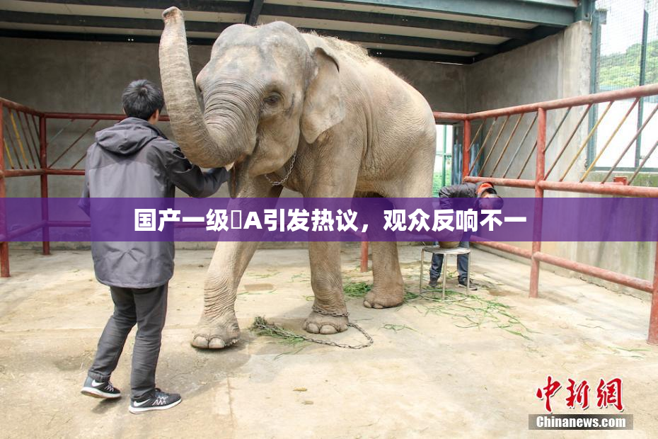 国产一级婬A引发热议，观众反响不一