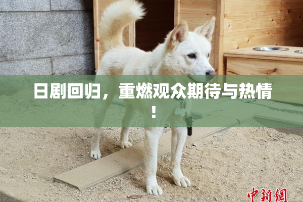 日剧回归，重燃观众期待与热情！