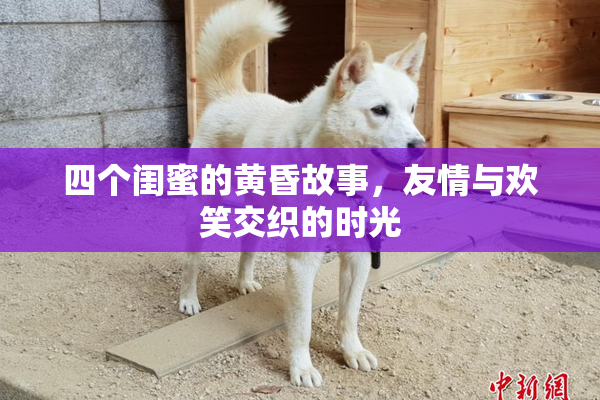 四个闺蜜的黄昏故事，友情与欢笑交织的时光