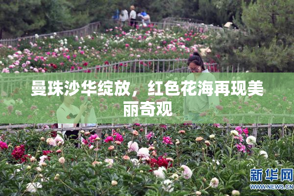 曼珠沙华绽放，红色花海再现美丽奇观