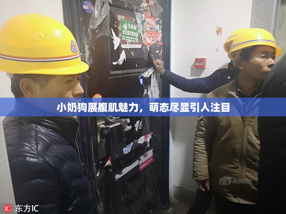 小奶狗展腹肌魅力，萌态尽显引人注目