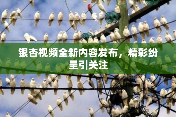 银杏视频全新内容发布，精彩纷呈引关注