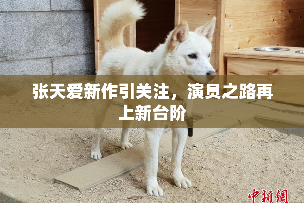 张天爱新作引关注，演员之路再上新台阶