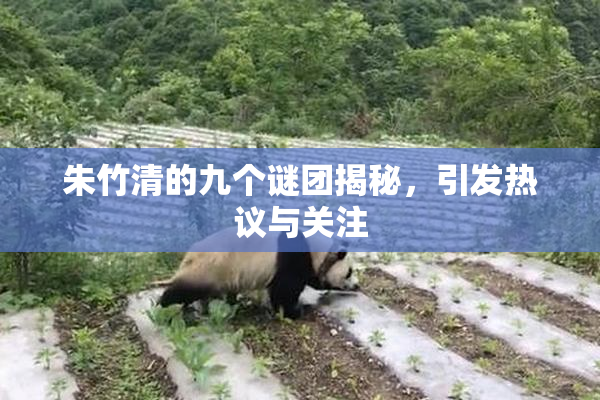 朱竹清的九个谜团揭秘，引发热议与关注