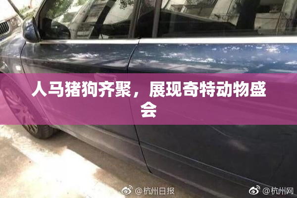 人马猪狗齐聚，展现奇特动物盛会