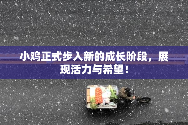 小鸡正式步入新的成长阶段，展现活力与希望！