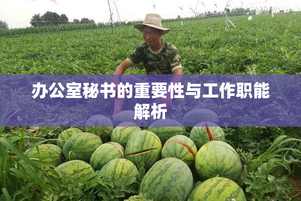 办公室秘书的重要性与工作职能解析