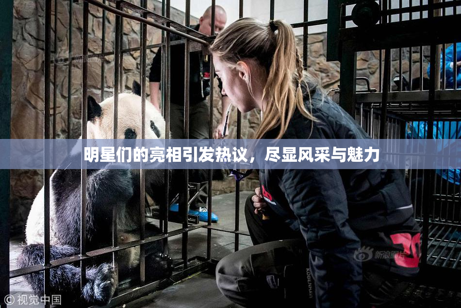 明星们的亮相引发热议，尽显风采与魅力