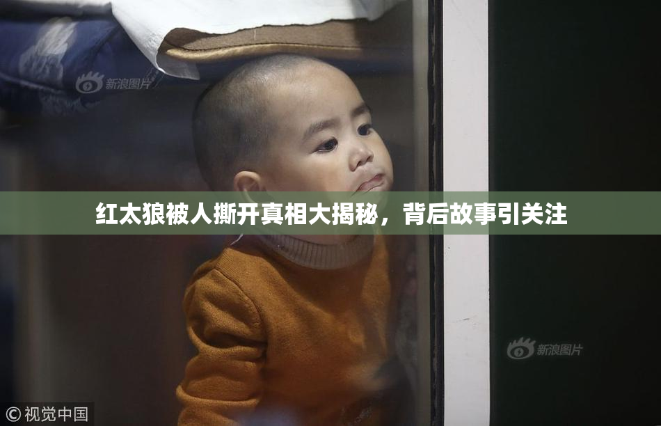红太狼被人撕开真相大揭秘，背后故事引关注