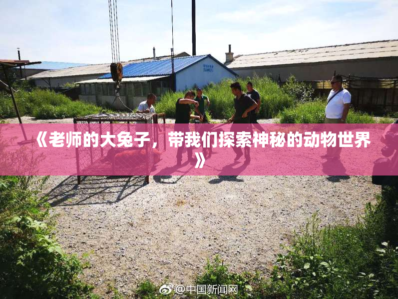 《老师的大兔子，带我们探索神秘的动物世界》