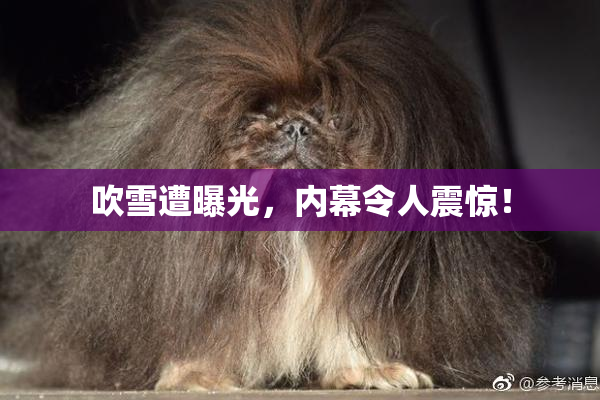 吹雪遭曝光，内幕令人震惊！