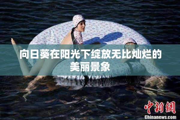向日葵在阳光下绽放无比灿烂的美丽景象