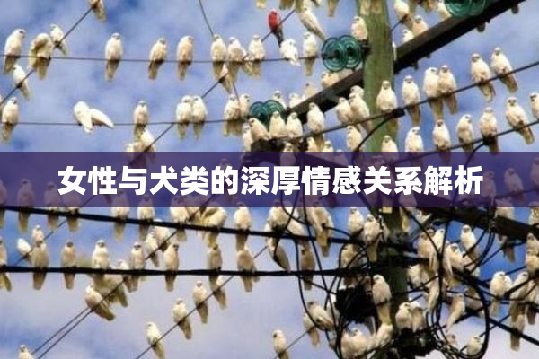 女性与犬类的深厚情感关系解析