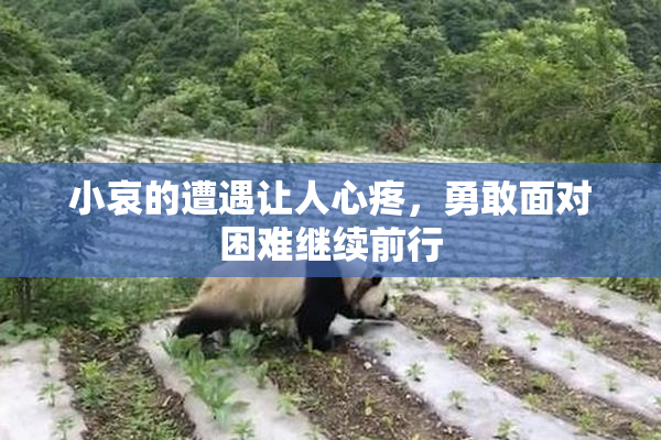 小哀的遭遇让人心疼，勇敢面对困难继续前行