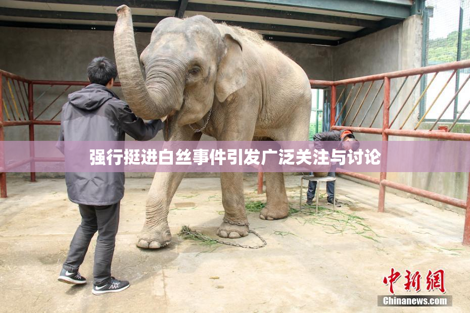 强行挺进白丝事件引发广泛关注与讨论