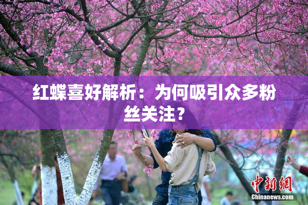 红蝶喜好解析：为何吸引众多粉丝关注？