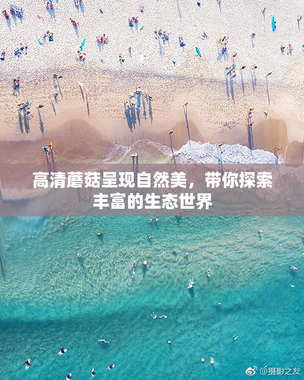 高清蘑菇呈现自然美，带你探索丰富的生态世界