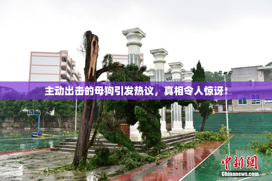 主动出击的母狗引发热议，真相令人惊讶！