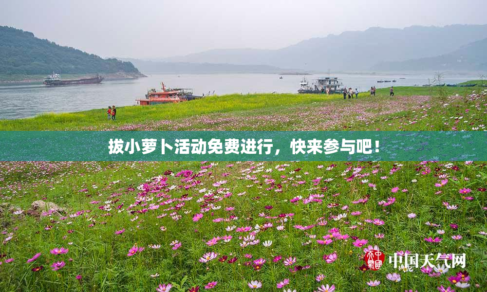 拔小萝卜活动免费进行，快来参与吧！