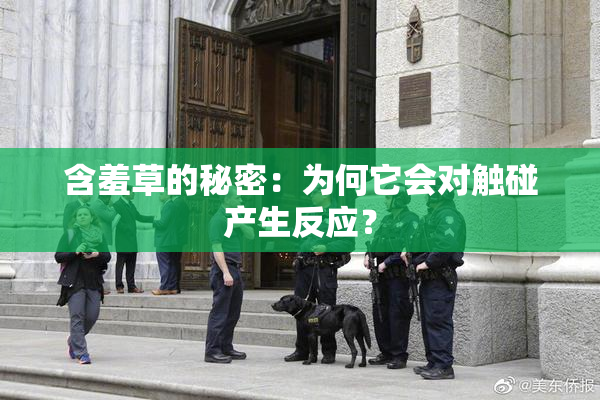 含羞草的秘密：为何它会对触碰产生反应？