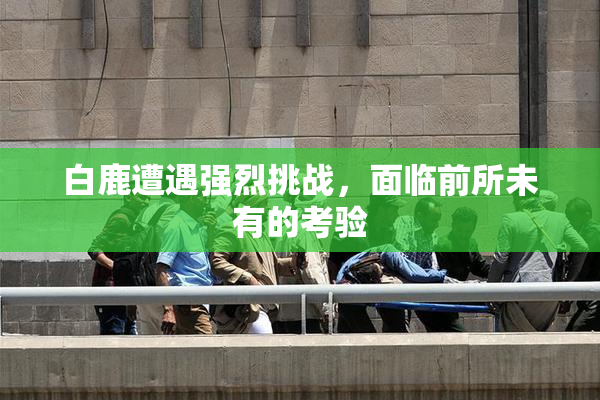 白鹿遭遇强烈挑战，面临前所未有的考验