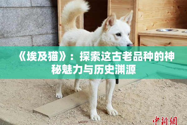 《埃及猫》：探索这古老品种的神秘魅力与历史渊源