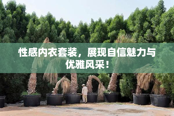 性感内衣套装，展现自信魅力与优雅风采！
