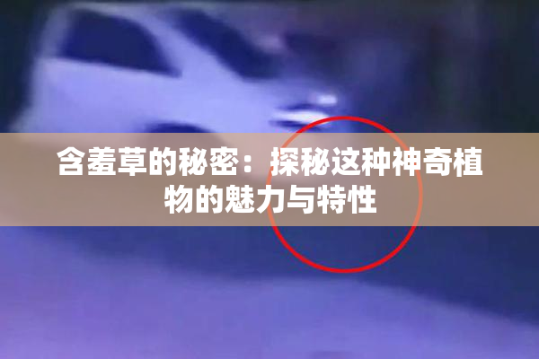 含羞草的秘密：探秘这种神奇植物的魅力与特性