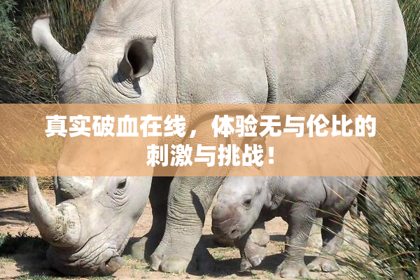 真实破血在线，体验无与伦比的刺激与挑战！