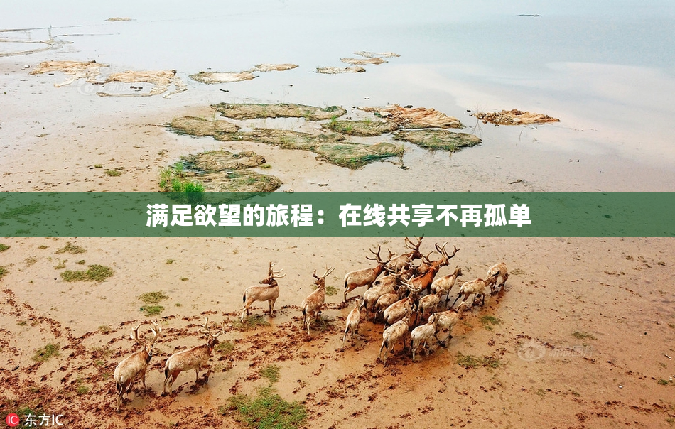满足欲望的旅程：在线共享不再孤单